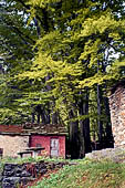 Faggeta attraversata lungo il sentiero che superato il Sasso Preguda porta ai Corni di Canzo. (Triangolo Lariano)